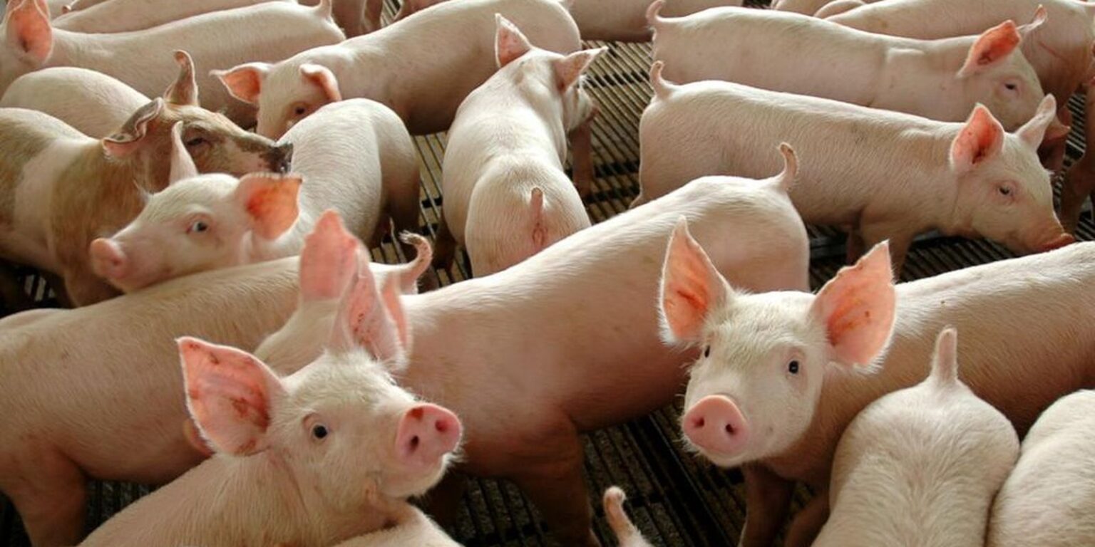 Chile Inicia Importação de Carne Suína do Paraná