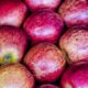 Conab Relata Queda nos Preços da Batata e Alface em Março 1 Crescimento de 26% na Exportação de Frutas no Primeiro Trimestre