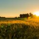 Projeção do Analista: Juros devem ficar acima de 15% em 2025, mesmo com redução da Selic 1 Análise Completa: Fatores que Podem Movimentar o Agronegócio Brasileiro ‘Da Porteira para Fora’