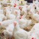 Brasil Livre de Gripe Aviária: Expectativas para Normalização dos Embarques de Frango 1 África do Sul Restringe Embargo de Carne de Frango ao Rio Grande do Sul