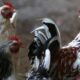 África do Sul Restringe Embargo de Carne de Frango ao Rio Grande do Sul 3 Brasil Livre de Gripe Aviária: Expectativas para Normalização dos Embarques de Frango