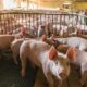 Governo Expande Lista de Produtos Siderúrgicos com Tarifa de 25% para 23 Itens 4 Coreia do Sul Isenta Taxa de Importação para 10 Mil Toneladas de Carne Suína Brasileira, Informa ABPA