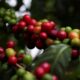 USDA Prevê Crescimento de 0,5% na Produção de Café do Brasil para a Safra 2025/26 3 Brasil Lidera Produção e Exportação de Café Globalmente; Tarifas Impactarão Consumidores Americanos, Segundo Cecafé