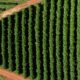 PIB dos Estados Unidos Registra Crescimento de 3% no Segundo Trimestre, Indica Prévia 1 Impacto das Tarifas dos EUA no Café Brasileiro é Considerado Moderado pelo Setor