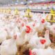 BC não será 'Miss Simpatia' mantendo Selic em 15%, afirma Galípolo, mas busca tranquilidade na meta 10 África do Sul e Cingapura Removem Restrições à Importação de Carne de Aves do Brasil