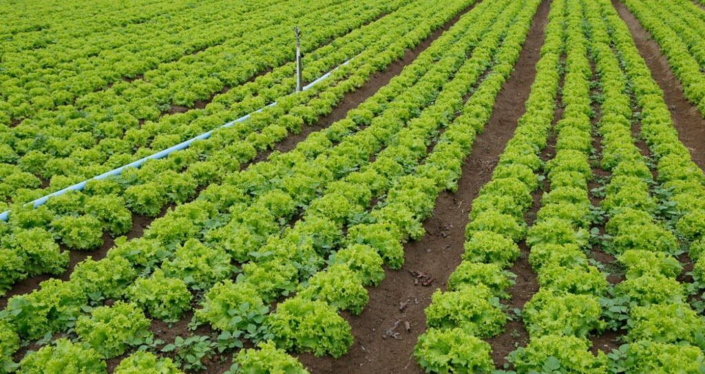 Governo Anuncia Plano Safra 2025/2026 Voltado para Agricultura Familiar Governo Anuncia Plano Safra 2025/2026 Voltado para Agricultura Familiar