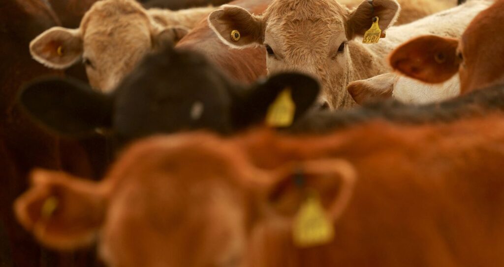 carnes exportacoes