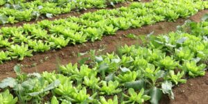 Conab Relata Queda nos Preços da Batata e Alface em Março