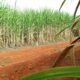 Conab Estima Produção de Cana em 663,4 Milhões de Toneladas 3 Brasil Prevê Segunda Maior Safra de Cana-de-Açúcar, Conforme Estimativas da Conab