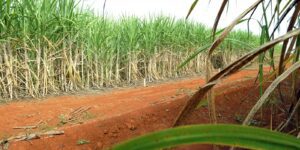 Conab Estima Produção de Cana em 663,4 Milhões de Toneladas