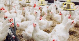 Impacto da Suspensão de Exportações de Frango no IPCA: Redução Esperada de até 0,10 pp