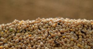 Diretor da Louis Dreyfus afirma que China continuará sendo central no mercado de soja e aumenta estoques