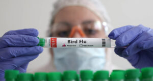 Países como China, Argentina e Uruguai Suspendem Importação de Frango Brasileiro Devido a Surto de Gripe Aviária