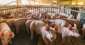 Coreia do Sul Isenta Taxa de Importação para 10 Mil Toneladas de Carne Suína Brasileira, Informa ABPA