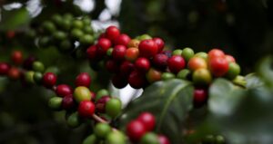 Brasil Lidera Produção e Exportação de Café Globalmente; Tarifas Impactarão Consumidores Americanos, Segundo Cecafé