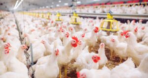 África do Sul e Cingapura Removem Restrições à Importação de Carne de Aves do Brasil