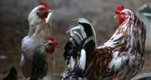 Japão e 16 Países Removem Restrições Comerciais ao Brasil Devido à Gripe Aviária