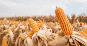 Queda Recorde nos Preços ao Produtor no Brasil em Maio: Maior em Quase Dois Anos