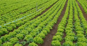 Governo Anuncia Plano Safra 2025/2026 Voltado para Agricultura Familiar