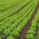 Plano Safra 2025/2026: Governo Anuncia R$ 516,2 Bilhões para Agricultura Empresarial 1 Governo Anuncia Plano Safra 2025/2026 Voltado para Agricultura Familiar